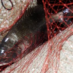 ヌメット‼黒鯛‼淀川左岸　【2026031…